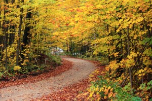 Road Through Forest