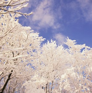 snowy trees and sky
