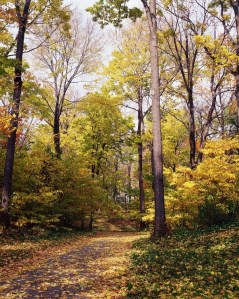 autumn trail
