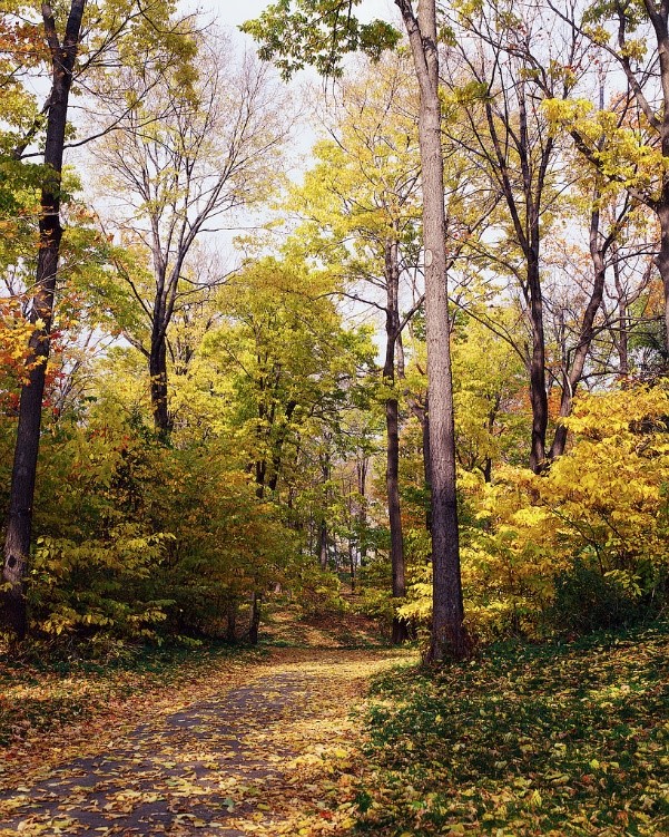 autumn trail