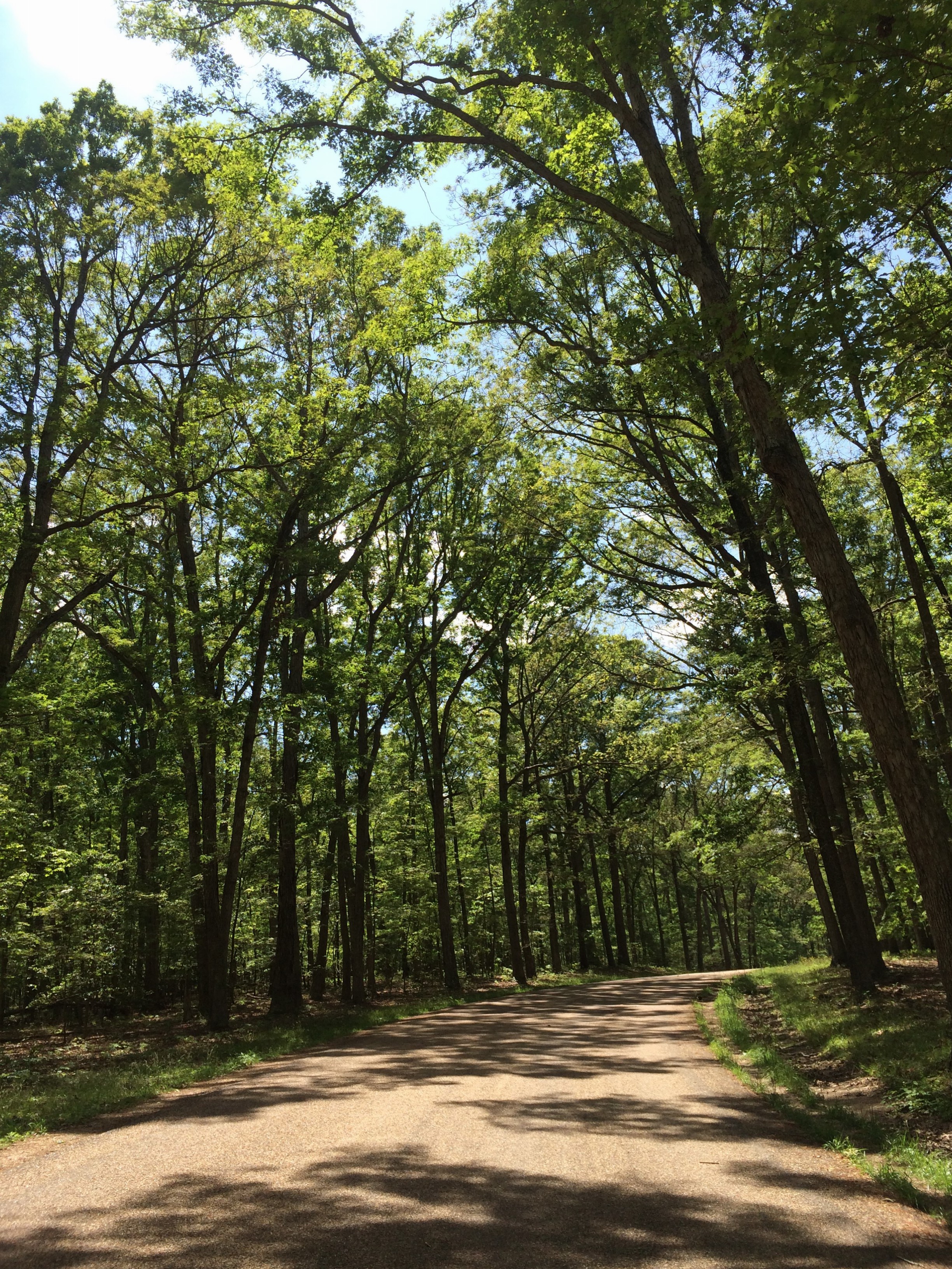 path through the forest